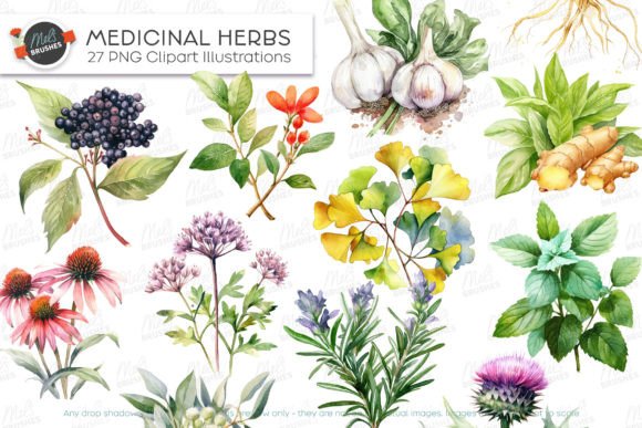Download 27 Medicinal Herbs Watercolour Clipart - Herbs Collection